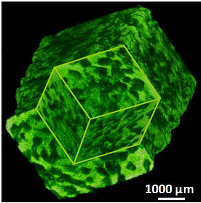 Micro-CT image of NiCoMnSn alloy foam.