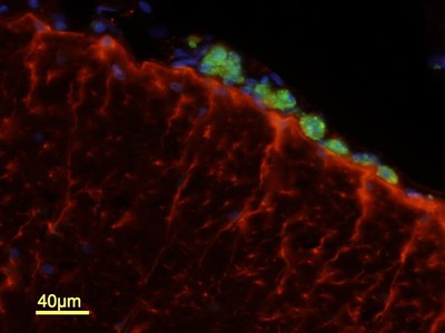 Fluorescent Tagged DNA