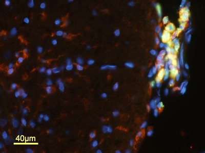 Fluorescent Tagged DNA