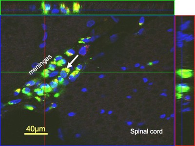 Fluorescent Tagged DNA