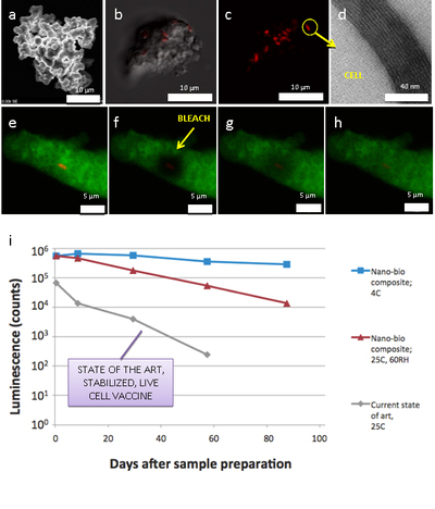 Scannin Electron Microscopy and Fluorescent images