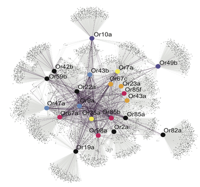 Drosophila receptor-odor network