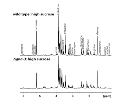 NMR spectra of wild-type and ?gna-3 Neurospora crassa strains.