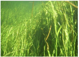 Figure 1. Healthy stand of submerged aquatic vegetation in Weeki Wachee River.