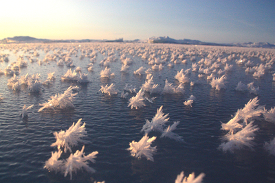 Frost flowers on the surface of new sea ice.
