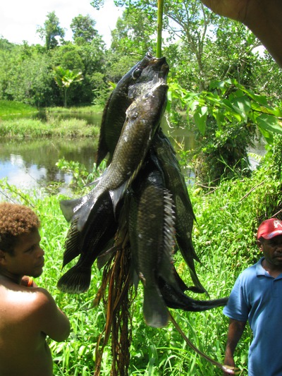 Mozambique tilapia caught near Honiara, Guadalcanal, Solomon Islands.