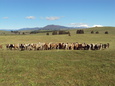 0801430_2011_nz_cattle