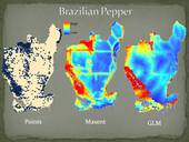 0801544_2012_example_models_of_brazilian_pepper