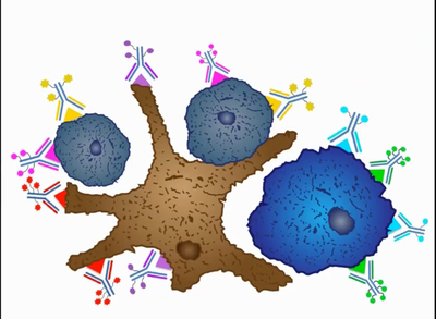 Animation of cell surface markers binding to cells