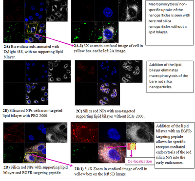 Overcoming Macropinocytosis Uptake with a Lipid Bilayer and Increasing Specific Cellular Uptake by Addition of an EGFR Targeting Peptide to the Lipid Bilayer