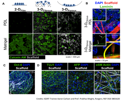 GEOMETRIC MICROCUES FOR CELL STEMNESS