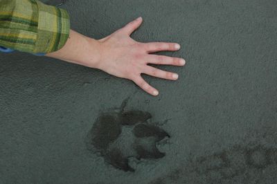 Hand and wolf track in Denali Park