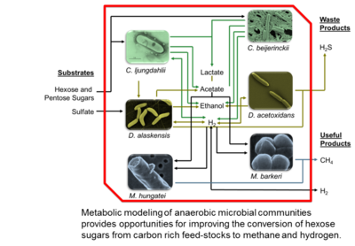 Microbial Community Network Modeling to Enhance Biofuel Production