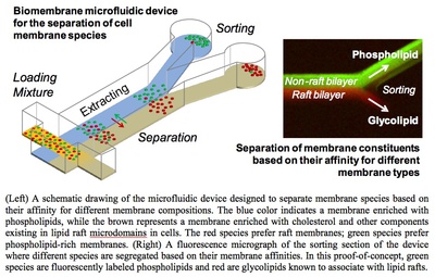 Biomembrane microfluidic Device for the Separation of Cell Membrane Species