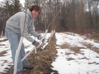 Attaching deer guards to phytoremediation poplars