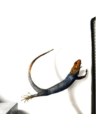 Leaping lizards use tails to stabilize body.
