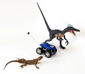 The robot, Tailbot sheds light on how lizards and dinosaurs used their tails.