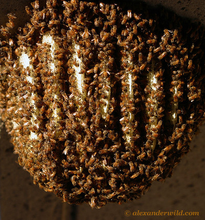 Honey bee colony