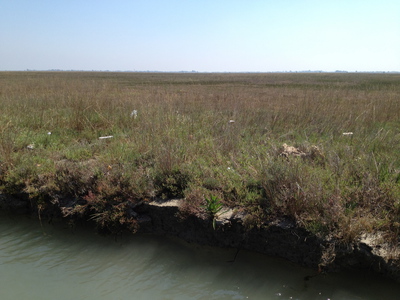 Erosion and spatial patterns in the vegetation at the WISeNet Experiment site in Venice, Italy