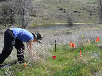 Sampling soil microbes in a California serpentine grassland