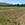 Vegetable crops grown on a diversified organic farm in Yolo County, California