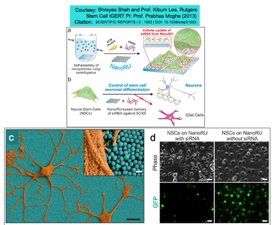 NANORU: Nanotechnology for Genetic Engineering of Stem Cells