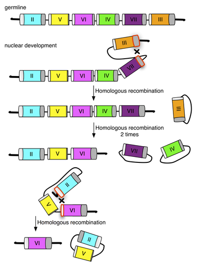 Gene excision via circle formation as a mechanism for mating type determination