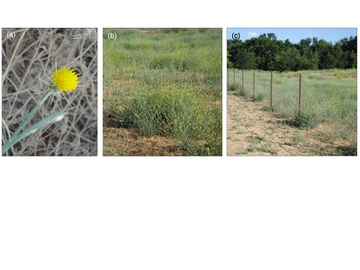 Yellow starthistle