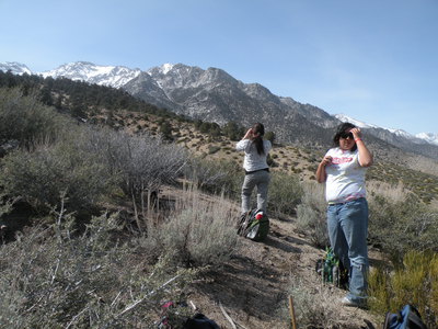 Sierran Bighorn Sheep research