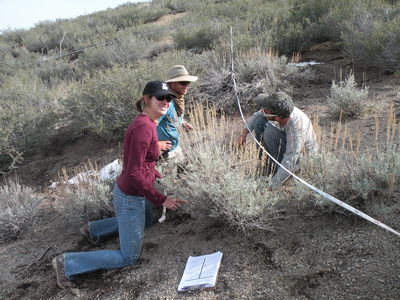 Undergraduates in interagency research on Sierran Bighorn Sheep