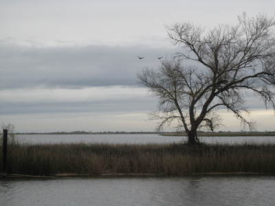 Flooded Delta island