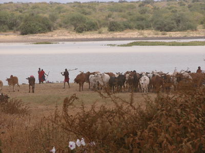 Maasai watering cattle