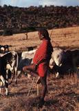 0333193_2009_maasai_herder