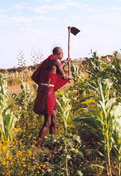 Maasai farmer
