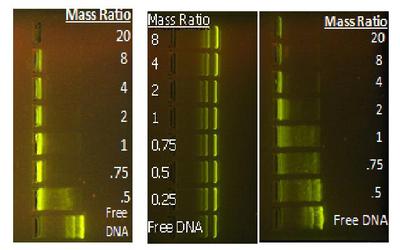 Evaluation of Relationship Between Polymer Properties and pDNA Complexation by Gel Electrophoresis