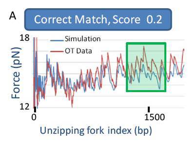 Experimental unzipping data compared with correct sequence.