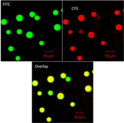 Fig. 2. Fluorescent probing of exons on immobilized cDNA