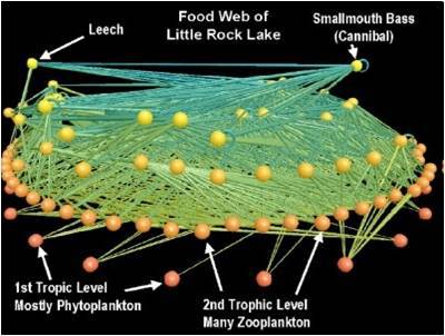 Nonlinear Network