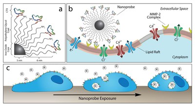 Fig. 1. Schematic of Chlorotoxin-Nanoparticle Complex