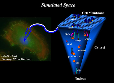 Fig. 1. An illustration of the simulated space of the cell consisting of two distinct domains: the cell membrane and the cytosol.