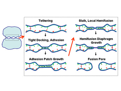 Figure 1 shows the possible fusion pathway for two micron-sized organelles or vesicles.  