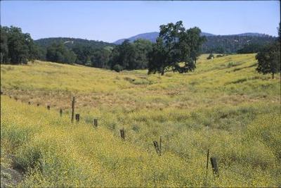 Yellow star thistle in bloom