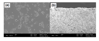 SEM images of GF cross section on polymer film