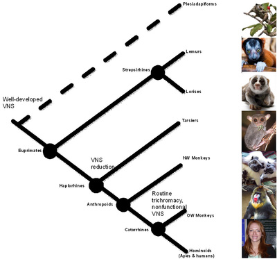 Figure 1. Primate evolutionary tree with olfactory and visual capabilities of major groups