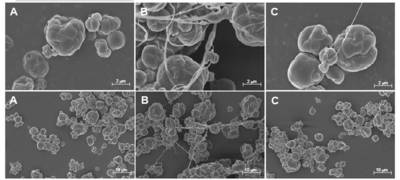 Scanning electron microscope (SEM) images of fish oil microcapsules prepared with chitosan-starch (A),chitosan-pullulan (B), and chitosan-starch-pullulan (C).