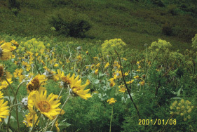 Native plants species in the Palouse prairie