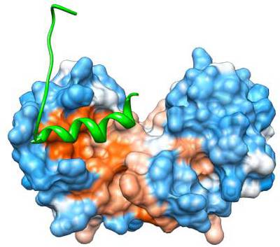The p53 C-terminal domain (shown in green), is bound to S100B(BB), a calcium-binding protein.