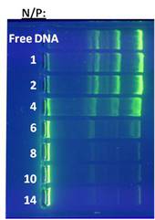 0333378_2010_gel_electrophoresis