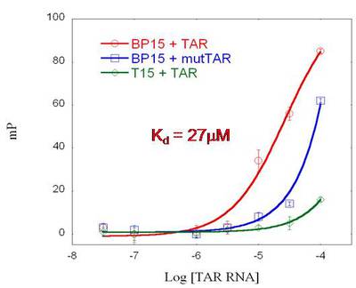 Figure 1. Fluorescence polarization assay including linear control T15 showing the affinity of BP15 for HIV-1 TAR RNA and a TAR sequence featuring a single mutation in the bulge region (mutTAR).