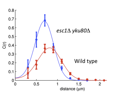 Histograms of distances between the green and red fluorescent marks on yeast chromosome III. Effect of removing telomere tethering proteins Yku80 and Esc1.
